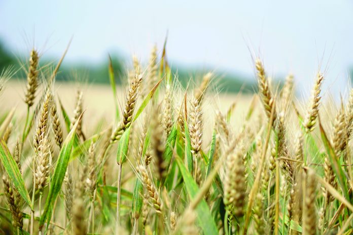 Agriculture arable blur