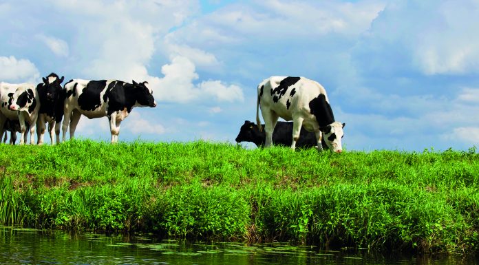 Animal black and white cows blue skies