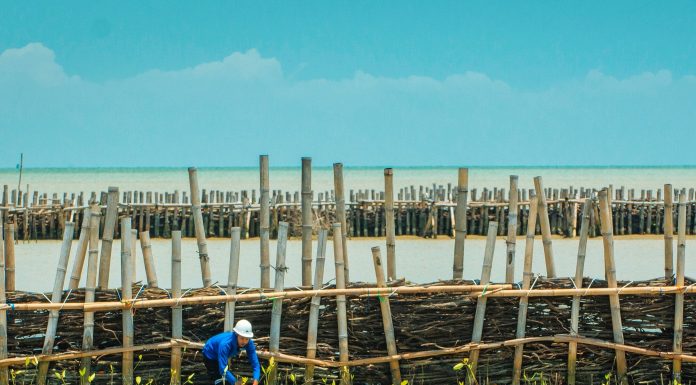 Medium construction work with Mangrove